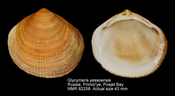 Glycymeris yessoensis.jpg - Glycymeris yessoensis (G.B.Sowerby,1889)